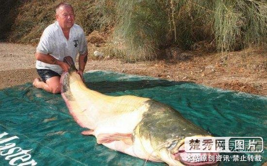 英国男子捕获世界最大白化鲶鱼 100千克破纪录