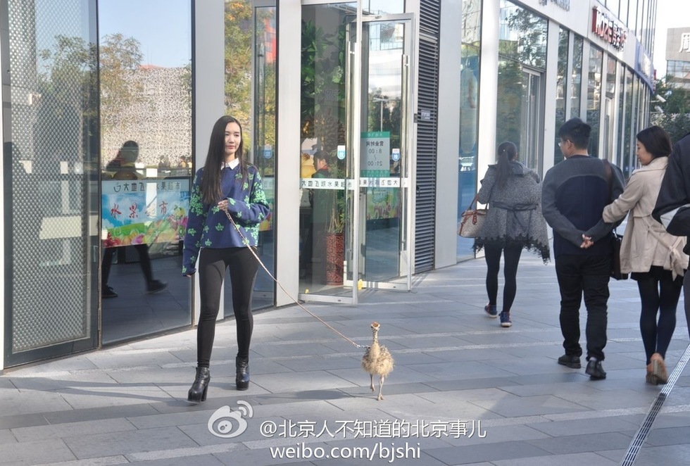 女子在北京三里屯遛鸵鸟(图)