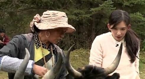 林志玲“嫁入”藏民家庭 娇气直喘挤牛奶曝光（组图/视频）