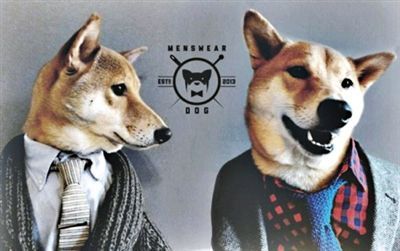 美4岁柴犬代言多个品牌 天生就是模特的料