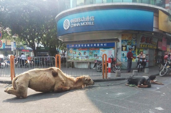 骆驼四肢被砍成乞讨工具 辗转多地健康状况堪忧