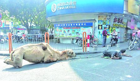 10月17日，广东佛山街头，两乞丐牵着一匹断足的骆驼在行乞。