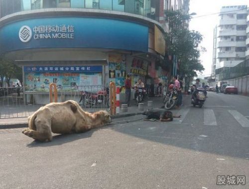 恶性乞讨升级为骆驼乞讨 骨瘦嶙峋四肢被砍好残忍 