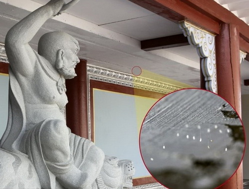 韩国中源大学惊现优昙婆罗花 相传3000年一见