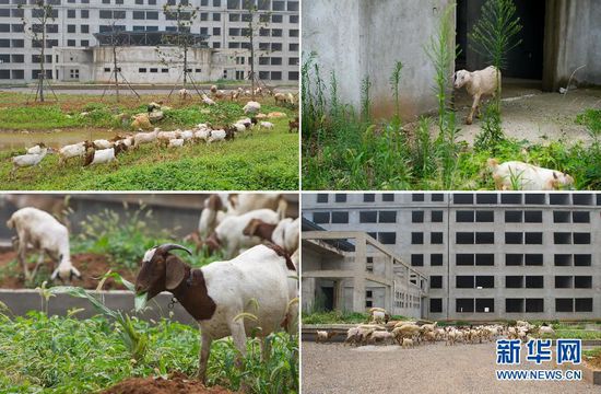 安徽萧县新建办公楼变