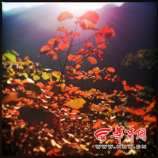 2014102409010200533_550_副本.jpg