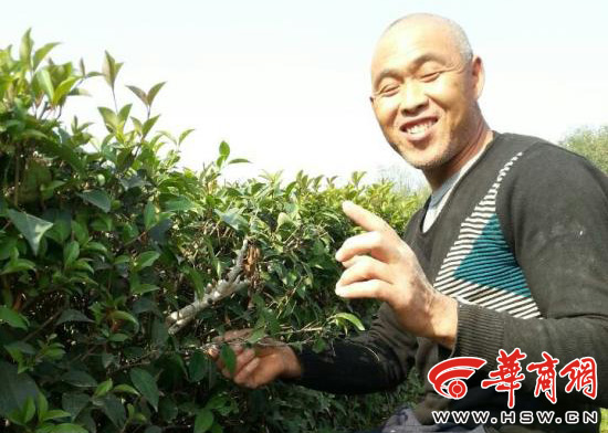 白蜡树上的虫害被当药熬汤喝 专家说不可取