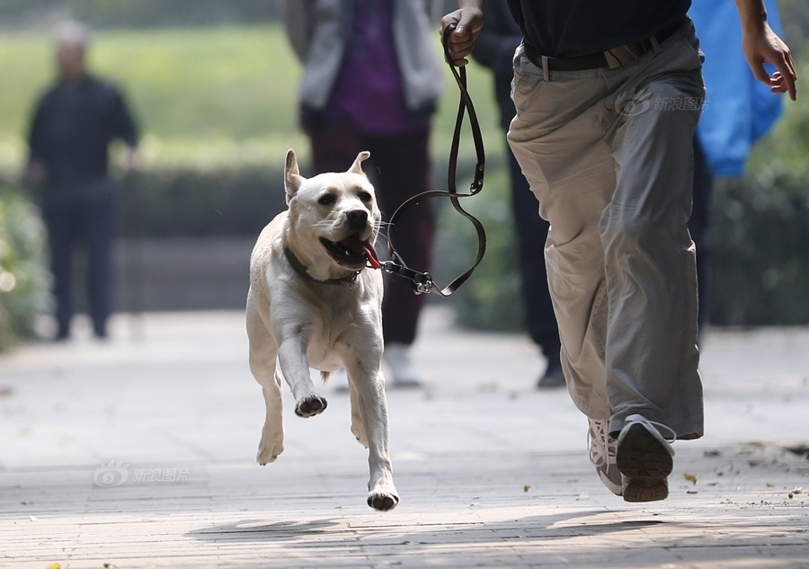 导盲犬波波：不仅是“眼睛”更是精神依赖