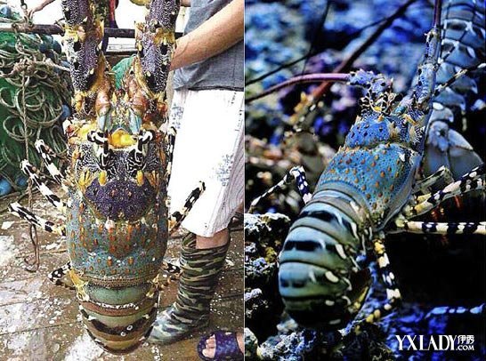 浙江渔民捕到近1米长神虾