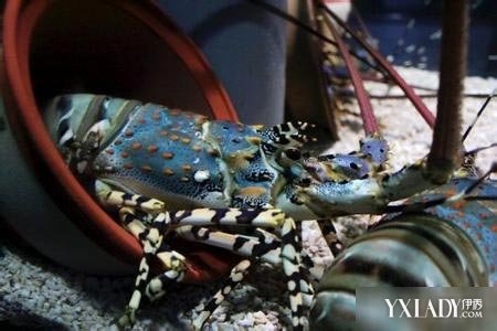 浙江渔民捕到近1米长神虾