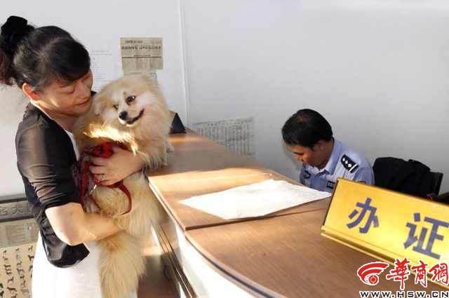问题来了 动物们一生都要办些啥证？