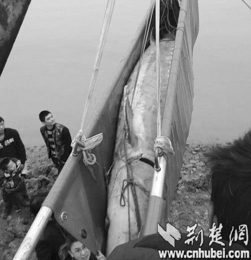 图为：中华鲟将被送去疗伤