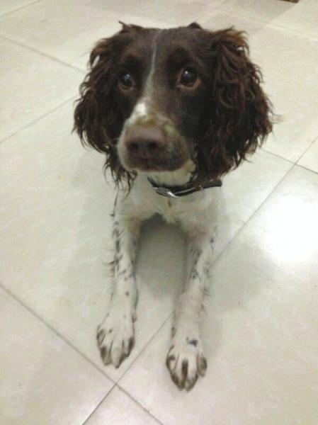 警犬嗅出凶手“冰雪”聪明 水库沉尸案告破（图）