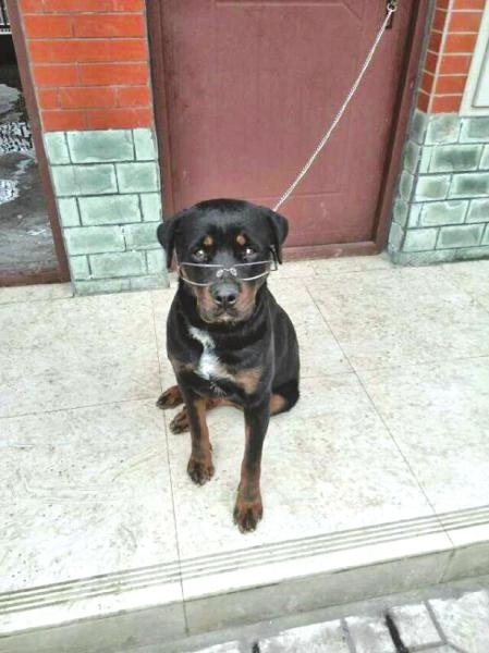 警犬嗅出的凶手 “冰雪”锁定嫌疑人堪比DNA鉴定