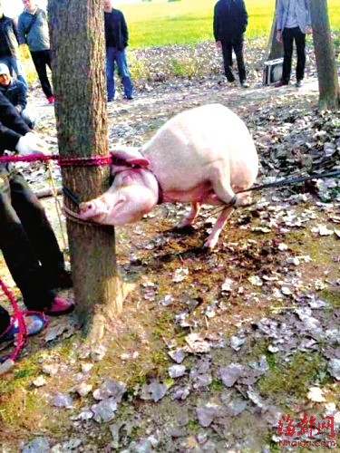 男童被母猪咬死 家养母猪咬死人的事件极为少见