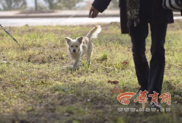 西农大保安打死“学霸狗” 校方:无奈之举