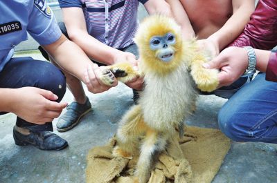男子驾车高速闯关 途中扔下两只金丝猴逃逸(图)
