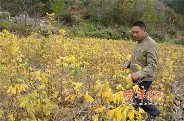佛坪40亩银杏苗滞销 汛期前卖不出去将被淹