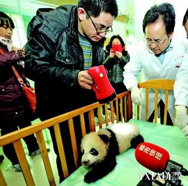 熊猫宝宝病