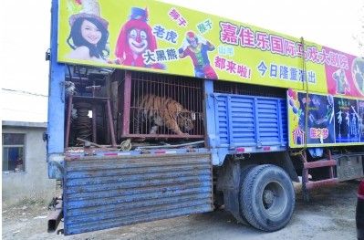 马戏团车辆被扣 威胁交警“再查我放老虎咬你”
