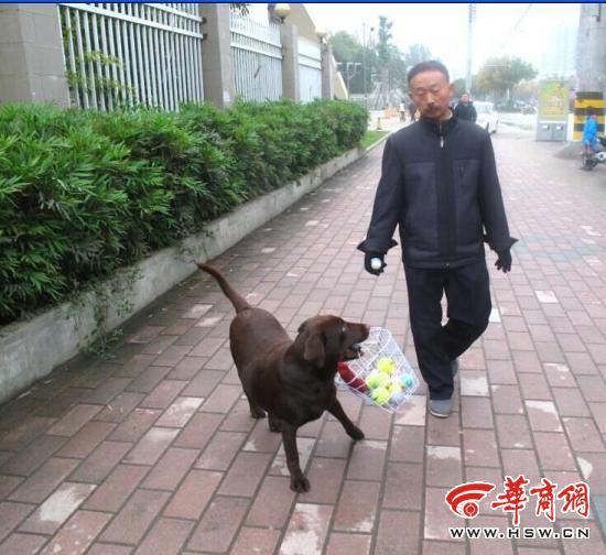 汉中现“忠犬八公” 主人买菜狗狗帮提菜篮