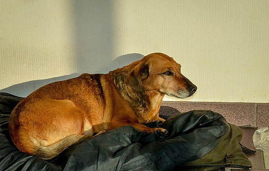 俄忠犬在医院苦侯1年 等待去世主人出现(组图)