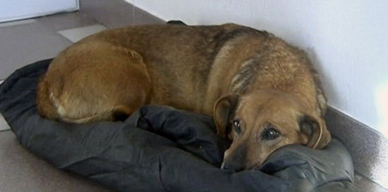 俄忠犬在医院苦侯1年 等待去世主人出现(组图)