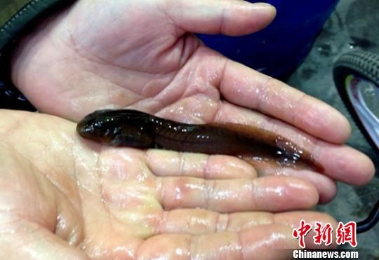 珍稀动物峨眉髭蟾变成盘中餐 每斤168元卖得欢 珍稀动物峨眉髭蟾变成盘中餐 每斤168元卖得欢