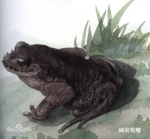 峨眉髭蟾变成盘中餐 