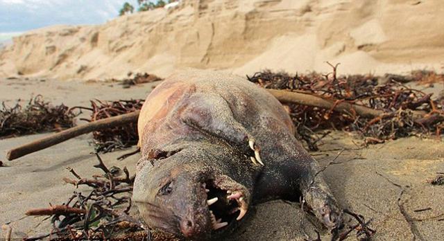 美国加州海滩现神秘无毛生物 长有锋爪尖齿(图)