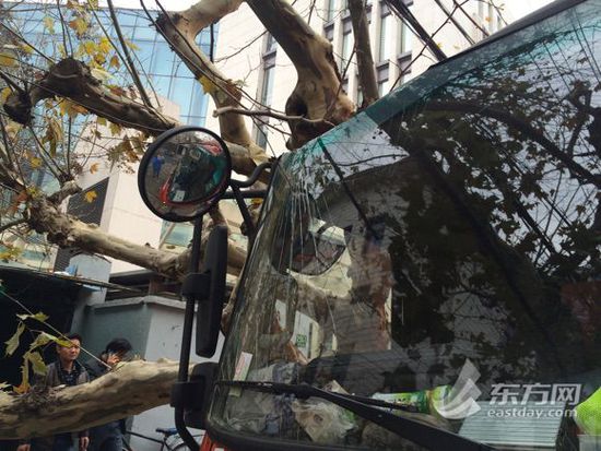 上海街头再度上演“车撞树”：卡车连根放倒梧桐树