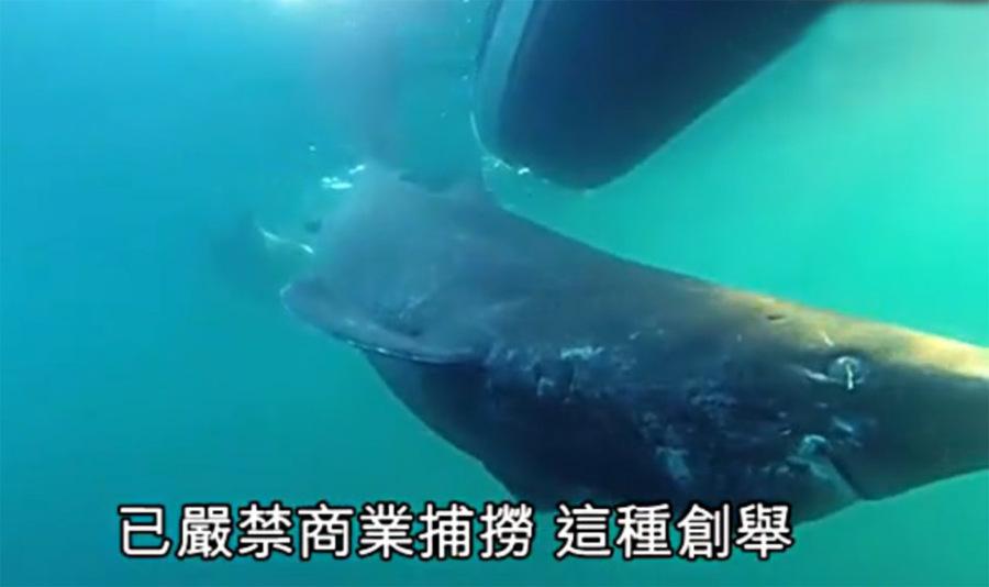 瑞典男子钓鱼钓上格陵兰鲨 重量相当一成年北极熊