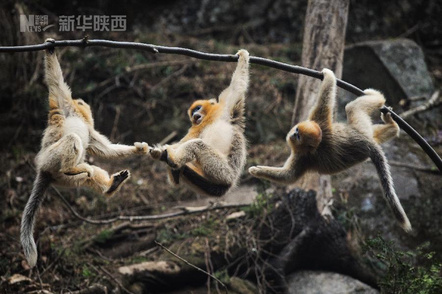 （生态）（1）陕西佛坪：野生金丝猴景区安家五年数量翻倍