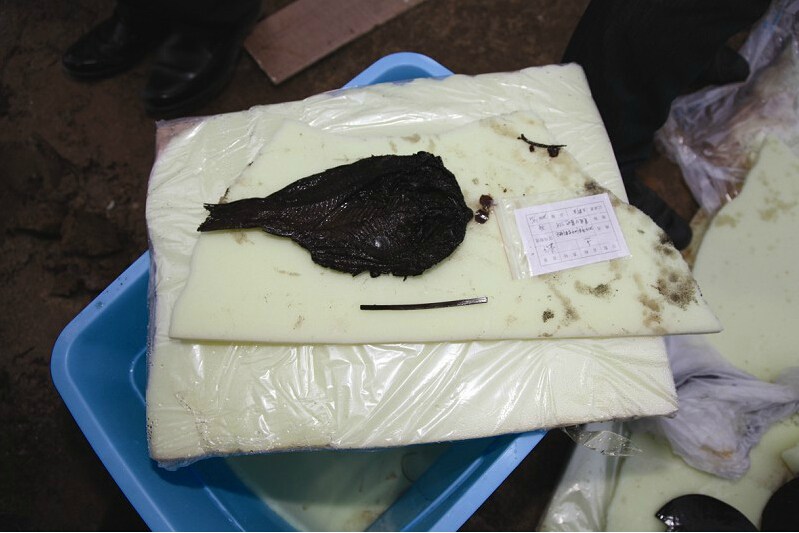 荆州战国楚墓出土阳干鱼 鳞片依然色红如鲜
