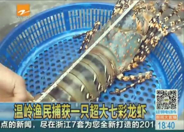 浙江渔民捞上巨型锦绣龙虾 常吃海鲜易致胆固醇高