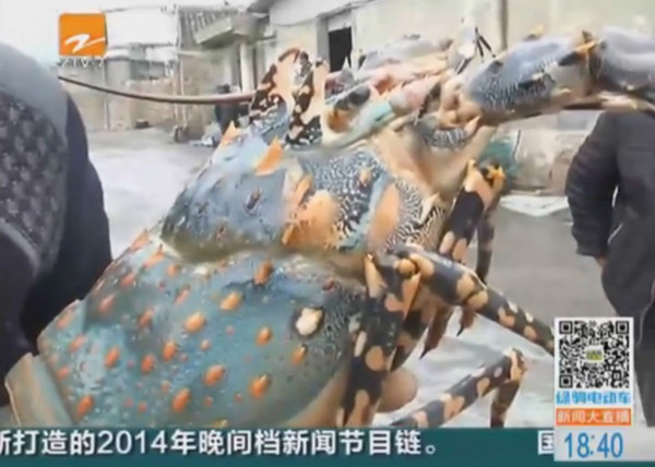 浙江渔民捞上巨型锦绣龙虾 常吃海鲜易致胆固醇高