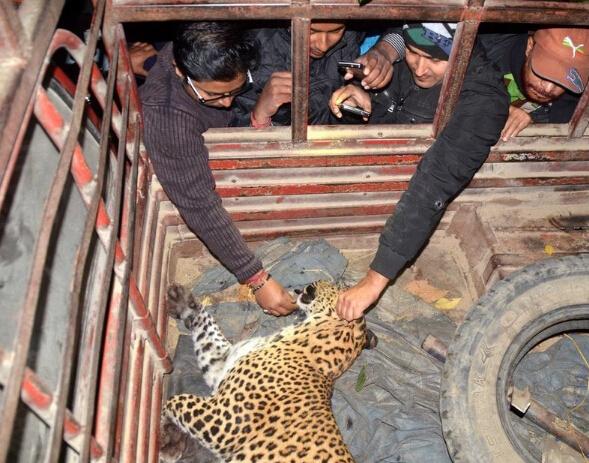 豹子闯入印度居民区伤人被乱棒打死 日本雪猴泡温泉取暖