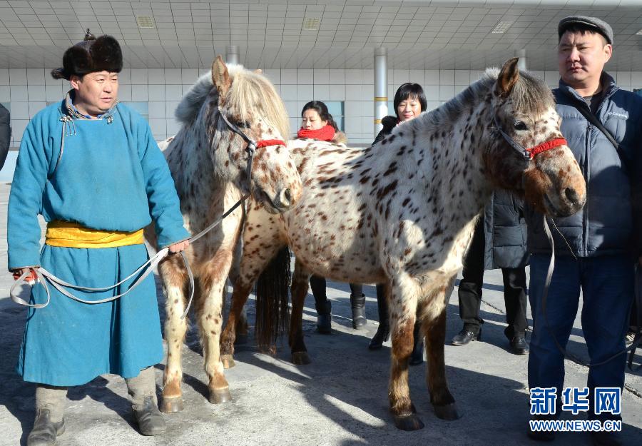 蒙古国总统赠送习近平夫妇的蒙古马入境