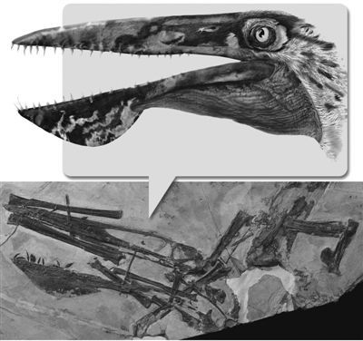 辽西发现翼龙新属种：阿凡达伊卡兰翼龙(图)