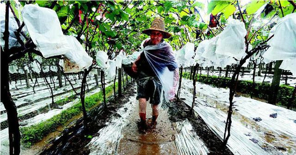 受连日降雨影响 关中种植区成熟葡萄开裂腐烂