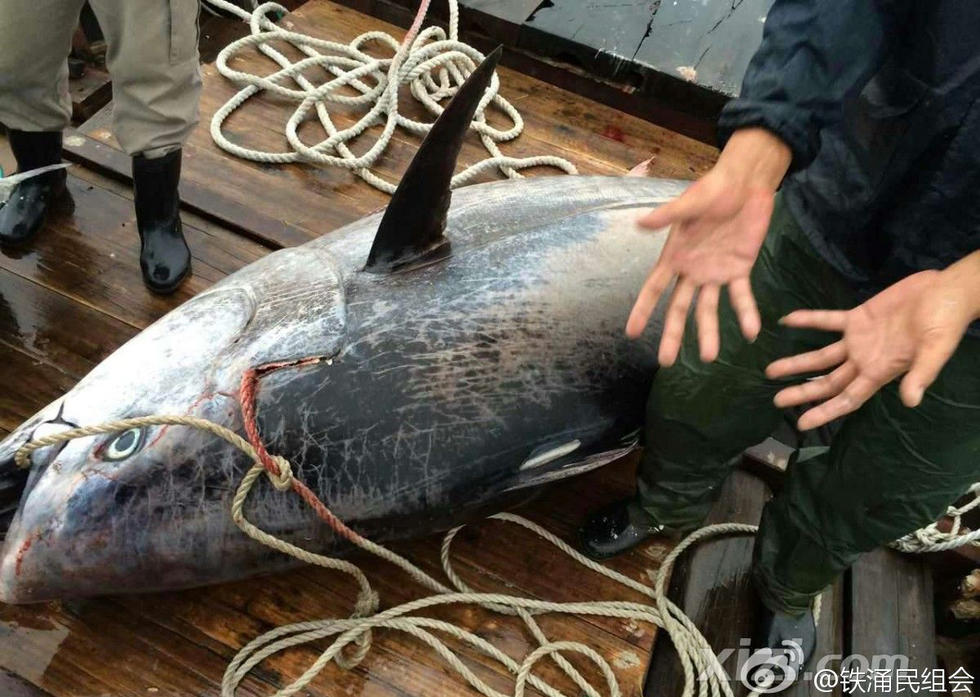 渔民惠州捕到疑似巨大蓝鳍金枪鱼 价值或上千万元
