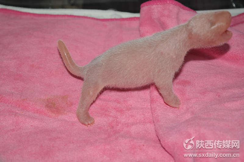 图为刚出生不久的熊猫宝宝。赵鹏鹏摄
