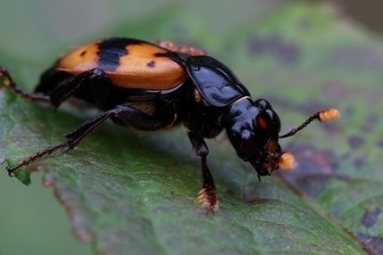 1亿多年前葬甲昆虫化石被发现 系社会性昆虫