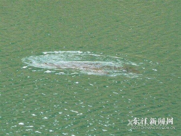 红花湖惊现1.5米大鱼 两条在一起戏水管理员不建议野游