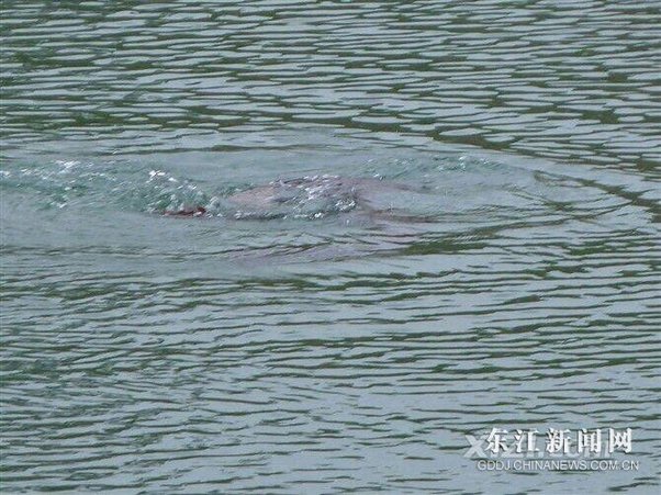 红花湖惊现1.5米大鱼 两条在一起戏水管理员不建议野游