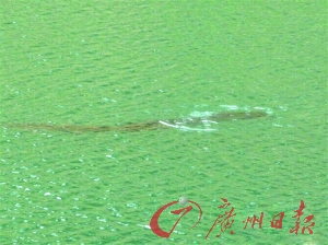 红花湖惊现1.5米大鱼 负责人称未发现超过30斤大鱼