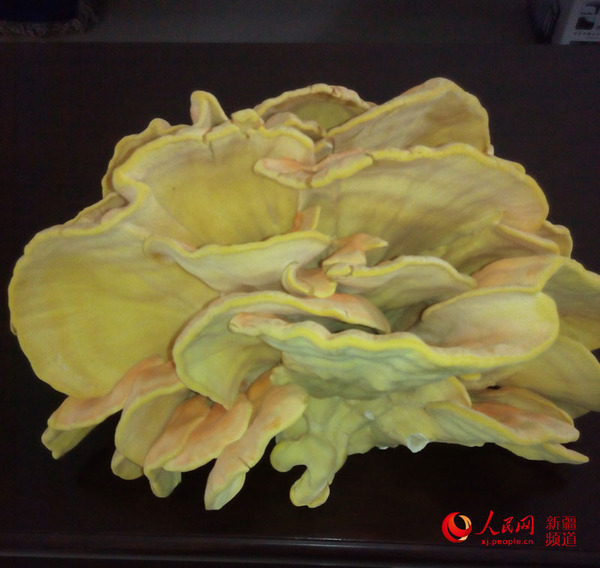 新疆巴州发现特大柳树菇 多层扇形气味浓烈芳香