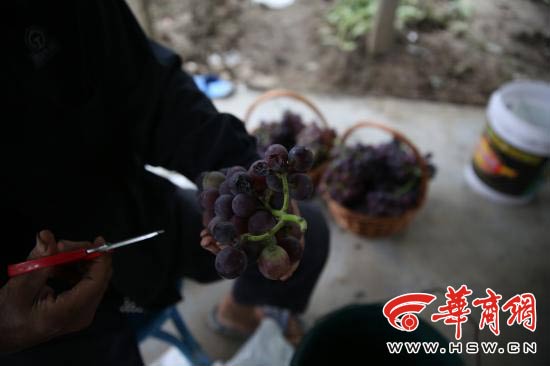 西安连续阴雨导致大量户太八号葡萄腐烂