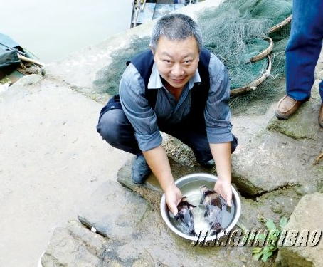 胭脂鱼惊现长江 曾被誉