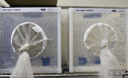巴西投放良性蚊子 难道这就是以毒攻毒？